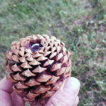 Best Ornament Hook For Pine Cone